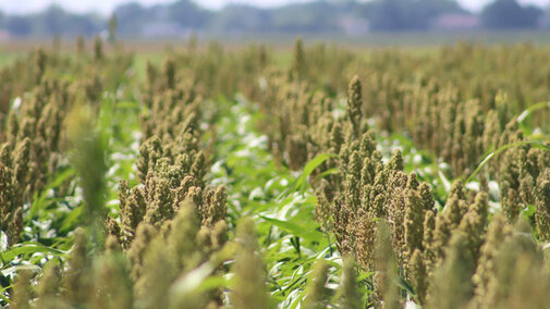 Field of sorghum