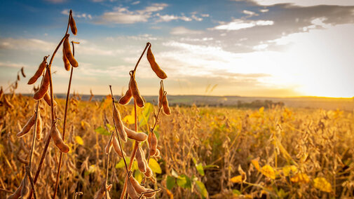 Soybean field