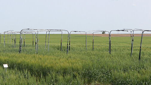 Sawfly traps in field