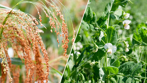 Proso millet and peas side by side
