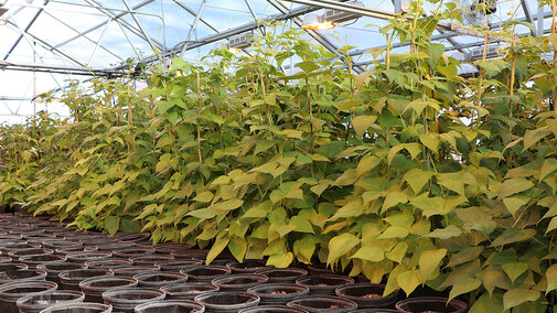 Bean plants in greenhouse