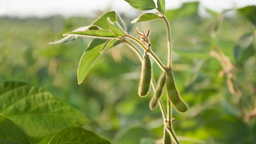 Closeup of soybean field