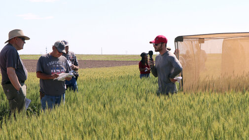 men talking in wheat field