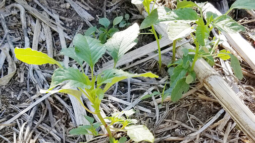 Young palmer amaranth weed in a field