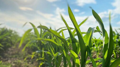 Corn field