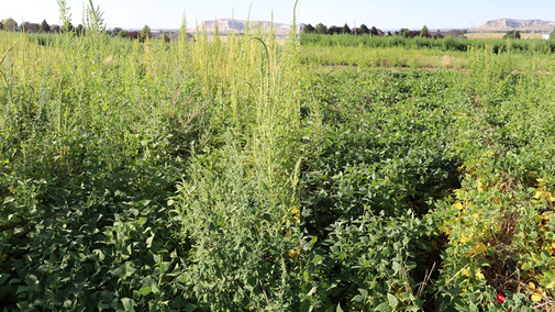 Palmer amaranth in dry beans