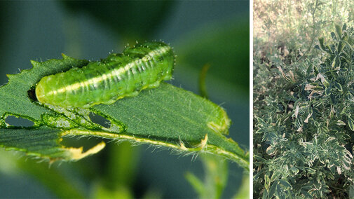 Alfalfa weevil larvae and plant damage on alfalfa