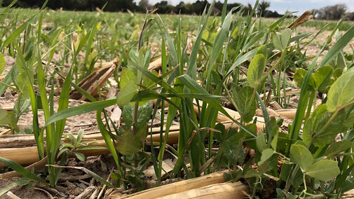 Cover crop mix in field