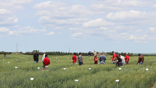 People standing in wheat field