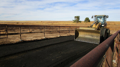 Tractor spreading black coal char in cattle pen