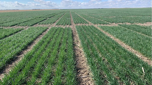 Green wheat field in Nebraska