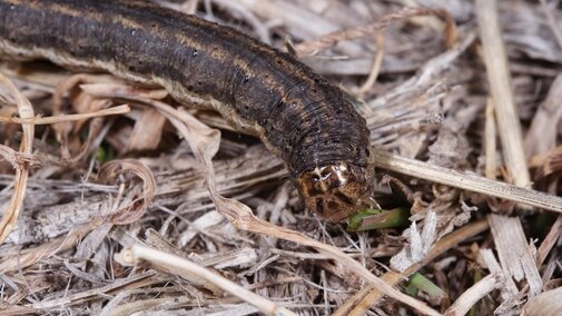 Army cutworm eating wheat