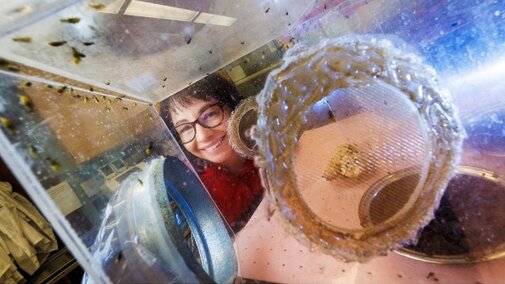 Ana VÃ©lez looks through container of insects to camera in lab