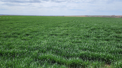 Green wheat field in Nebraska