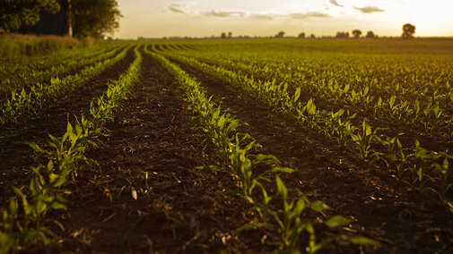 Young row crop plants in field