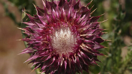 Musk thistle