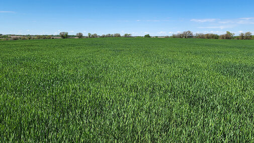 Green wheat field