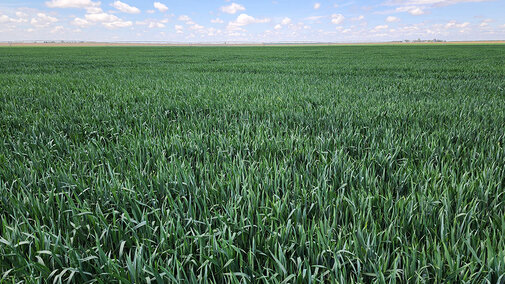 Green healthy wheat field