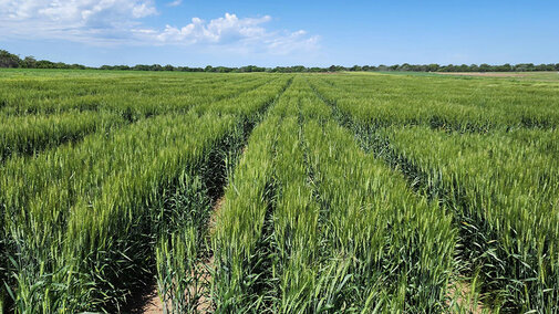 Green wheat field in Nebraska