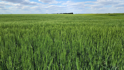 Green wheat field in Nebraska