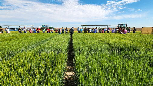 People standing in wheat field