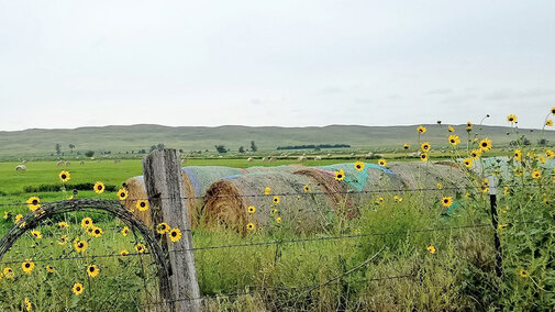 Haybales in field