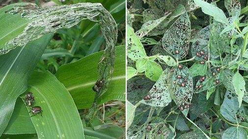 Japanese beetles eating corn and soybean leaves