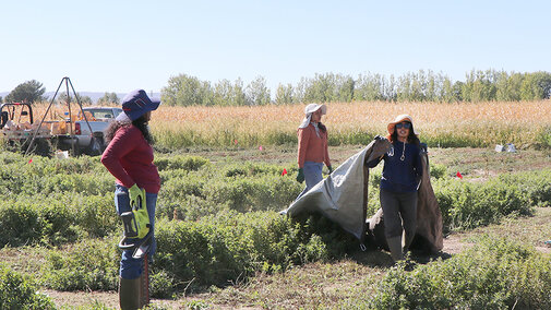 Three women stand in field of mint plants