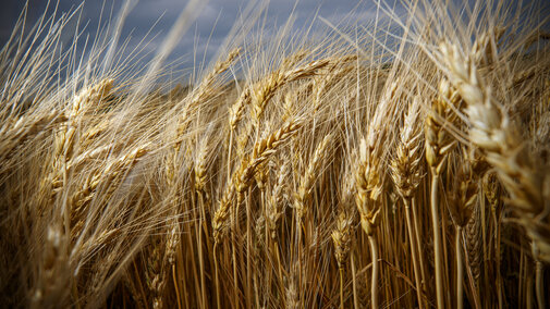 Wheat field close up