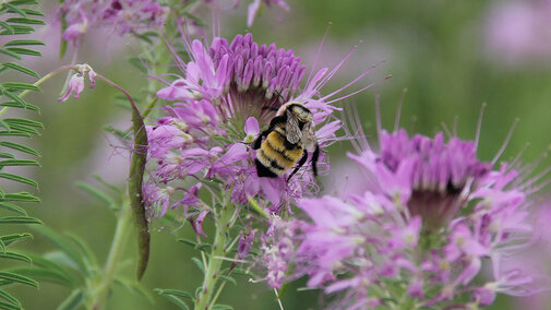 Bee sitting on a purple flower