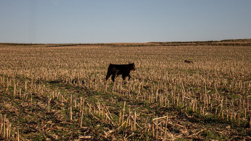 Cattle in corn stubble