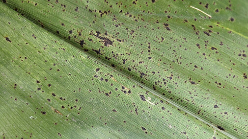 Closeup of black spots on corn leaf