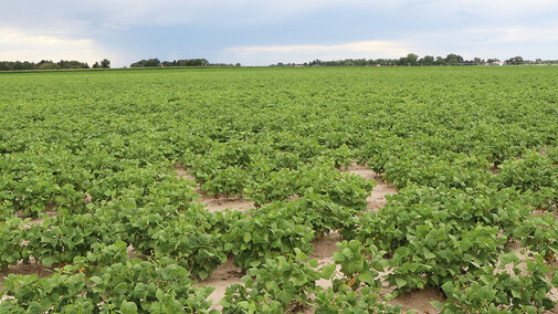 Dry bean field on cloudy day