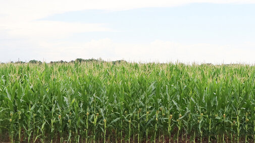Corn field during summer