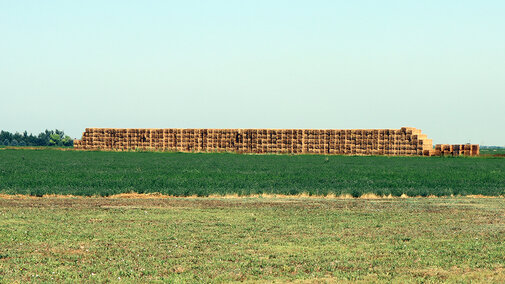 Hay bales in field