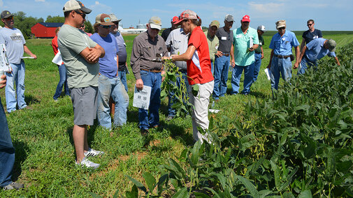 Men and women look at soybean plant near field