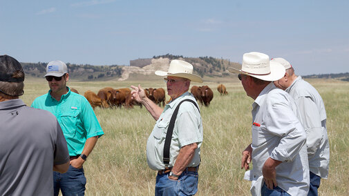 Men stand in pasture near cattle