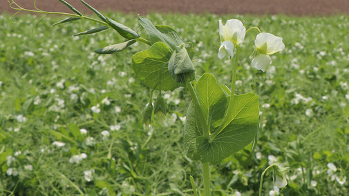 Closeup of field pea plant