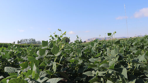 Dry bean field