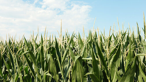 Corn field