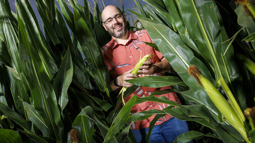 Man stands in corn field