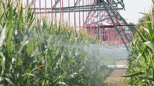 Water spraying into corn field