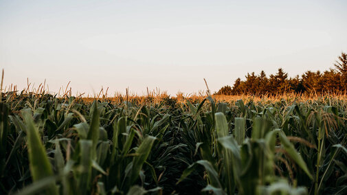 Field of tassel corn