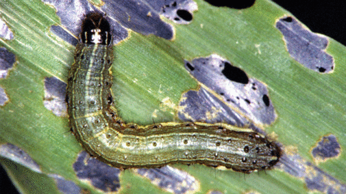 Fall armyworm on damaged leaf