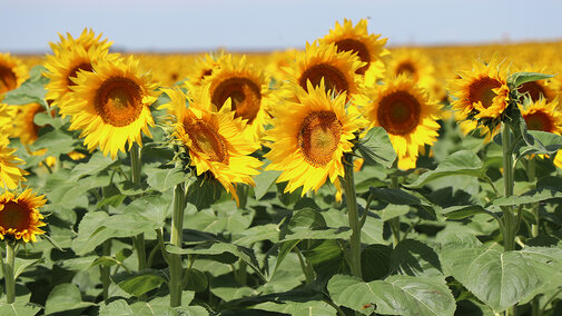 Sunflower field in full bloom