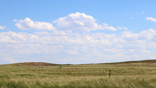 Open pasture