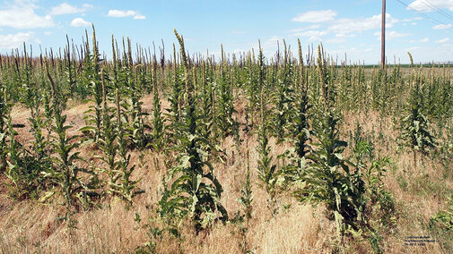 Common mullein plants in field