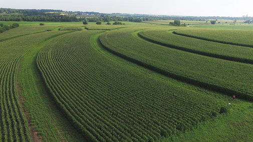 Prairie strip plants growing between corn rows