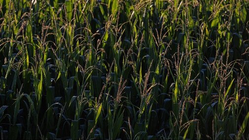 Tasseling corn field