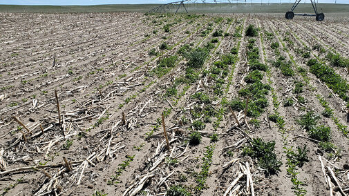 Bare field with weeds on one side